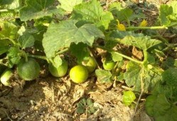 鸡屎瓜可以吃吗