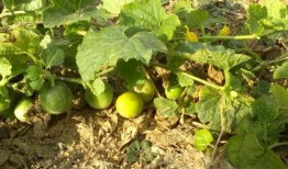 鸡屎瓜可以吃吗