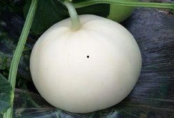 癫痫吃梨瓜,梨瓜助力健康生活