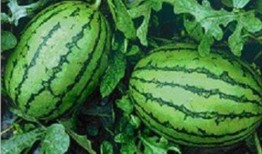 吃西瓜出来的瓜,一场甜蜜的瓜果盛宴