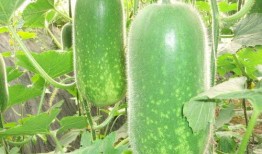 我邦定了吃瓜系统,网络热议背后的真相解析