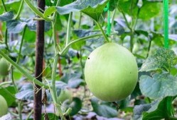 吃鲜瓜嗓子疼,小心嗓子不适困扰