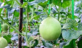 吃鲜瓜嗓子疼,小心嗓子不适困扰