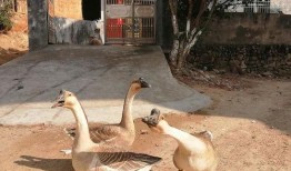 花鹅吃瓜,趣味横生的田园生活趣事