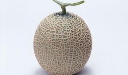 孕吐可以吃哈密瓜,哈密瓜的神奇功效