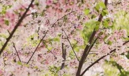 樱花岛吃瓜合集,盘点那些爆笑、感人、励志的精彩瞬间