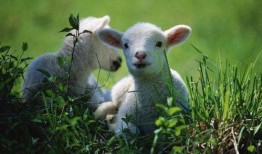 小羊798吃瓜,小羊798的瓜田奇遇记