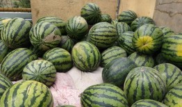 吃瓜买瓜是什么意思,揭秘网络热词背后的趣味与哲理