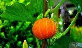 吃瓜网s,带你领略网络舆论新风向