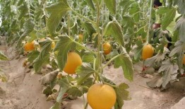 绿洲去哪里吃瓜,寻味夏日清凉瓜果盛宴