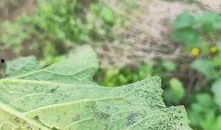 吃瓜叶虫害,揭秘吃瓜叶虫害的防治之道