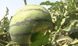 红瓜可做什么吃,解锁红瓜的多彩食界