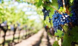 梦见妈妈吃蜜瓜,妈妈与蜜瓜的温馨邂逅