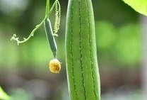 吃瓜吃到瓜地,一场关于瓜农与瓜食者的奇妙之旅