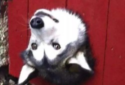 吃瓜狗表情包,网络时代的幽默风向标