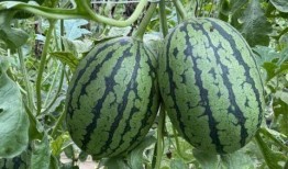 实时吃瓜网,揭秘娱乐圈最新热点，带你畅游八卦海洋