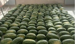 校园吃瓜网在线吃瓜,揭秘校园热点，在线吃瓜乐趣无限