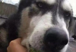 吃瓜狗,揭秘娱乐圈背后的真实故事