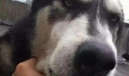 吃瓜狗,揭秘娱乐圈背后的真实故事