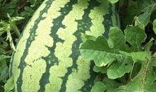 接庄吃瓜,揭秘网络社交新潮流