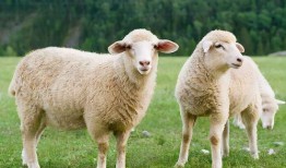 小绵羊吃瓜视频