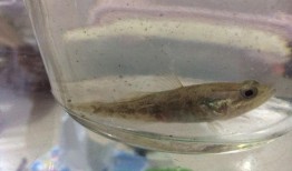 小鱼鱼吃瓜,揭秘娱乐圈那些不为人知的幕后故事