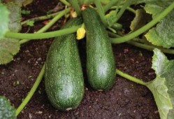 吃瓜营养价值,夏日消暑佳品背后的健康秘密